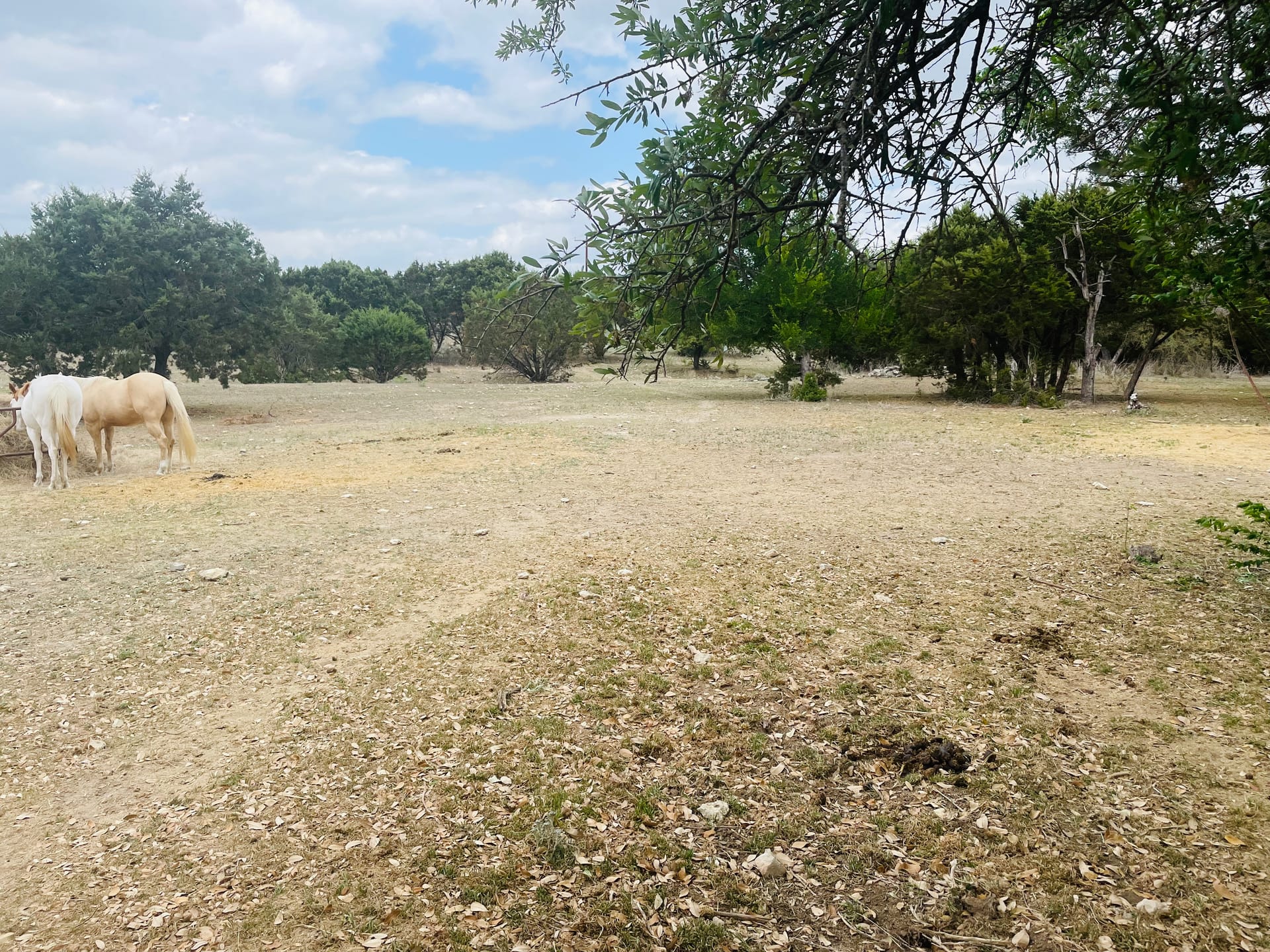 Safe pipe fencing at JB Boarding horse facility
